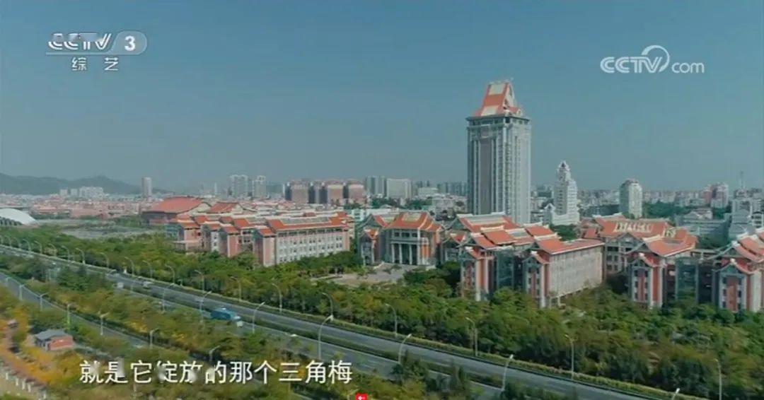就是它绽放的那个三角梅