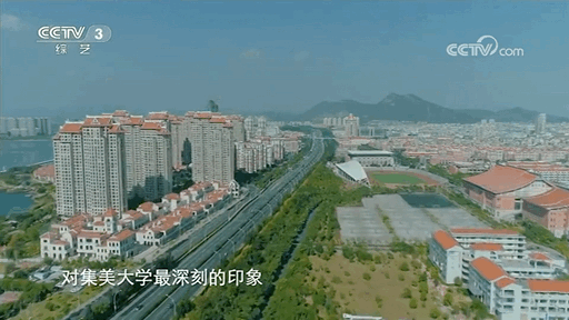 厦门市花三角梅